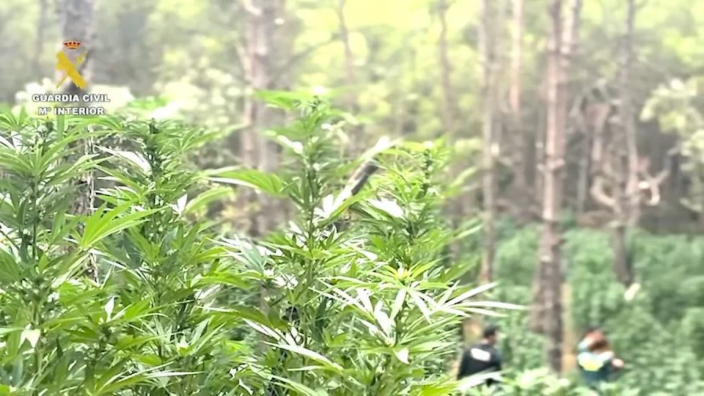Marihuana bosc Cistella