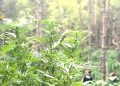 Marihuana bosc Cistella