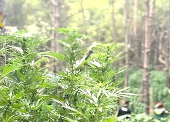 Marihuana bosc Cistella