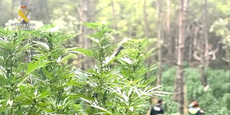 Marihuana bosc Cistella