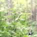Marihuana bosc Cistella