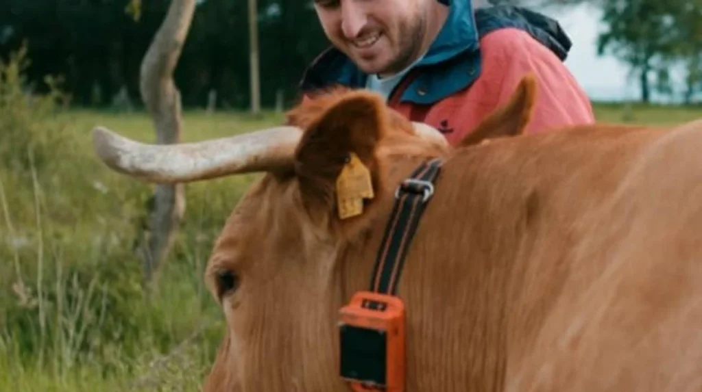 Una vaca amb collar intel·ligent / Innogando