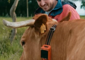 Una vaca amb collar intel·ligent / Innogando