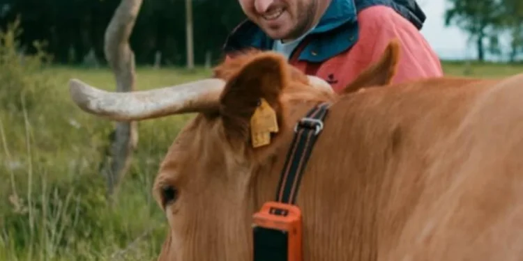 Una vaca amb collar intel·ligent / Innogando
